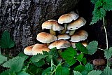 25-10-2022 Breda - Het is herfst en dus paddenstoelentijd. Tegen een boomstam in het bos groeien Zwavelkopjes.  - Fotokrant